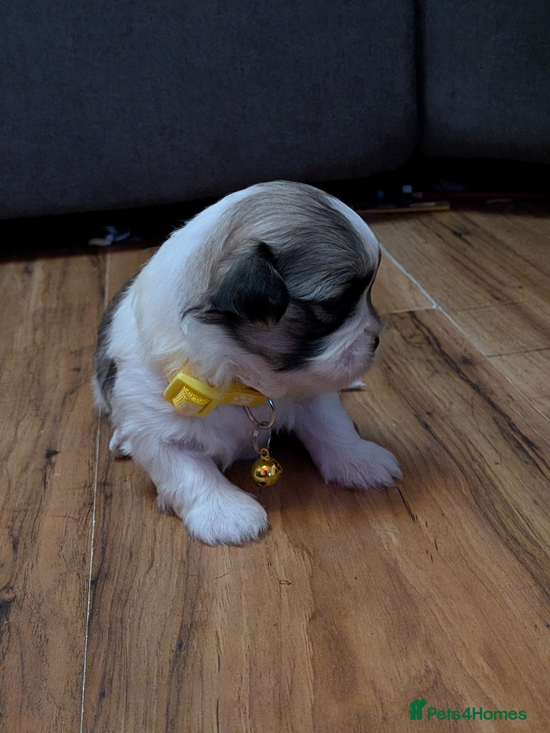 Lhasa Apso dogs for sale: Last gorgeous Lhasa apso boy yellow collar - Image 4