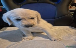 Mixed Breed dogs for sale: Stunning Litter of Labradoodle x Pyrenees - Advert 12