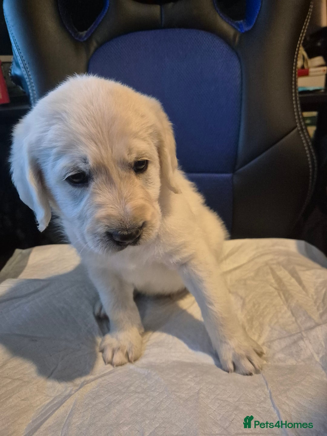 Mixed Breed dogs for sale: Stunning Litter of Labradoodle x Pyrenees - Advert 12