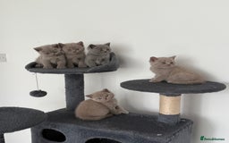 British Shorthair cats for sale: British shorthair kittens  - Image 1