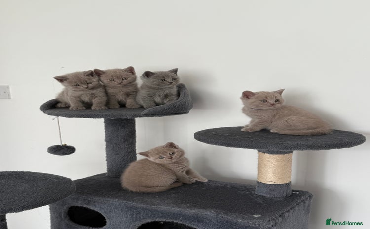 British Shorthair cats - Advert 3
