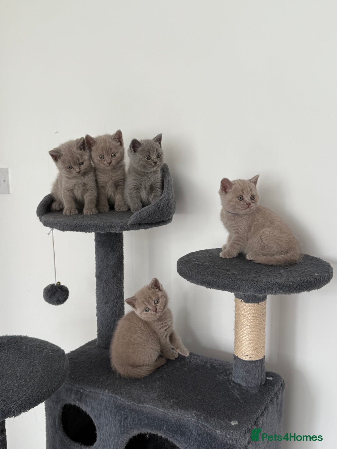 British Shorthair cats for sale: British shorthair kittens  - Image 1