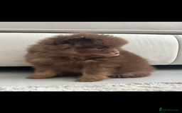 Pomeranian dogs for sale: Male Pomeranian puppy in Liverpool - Image 6