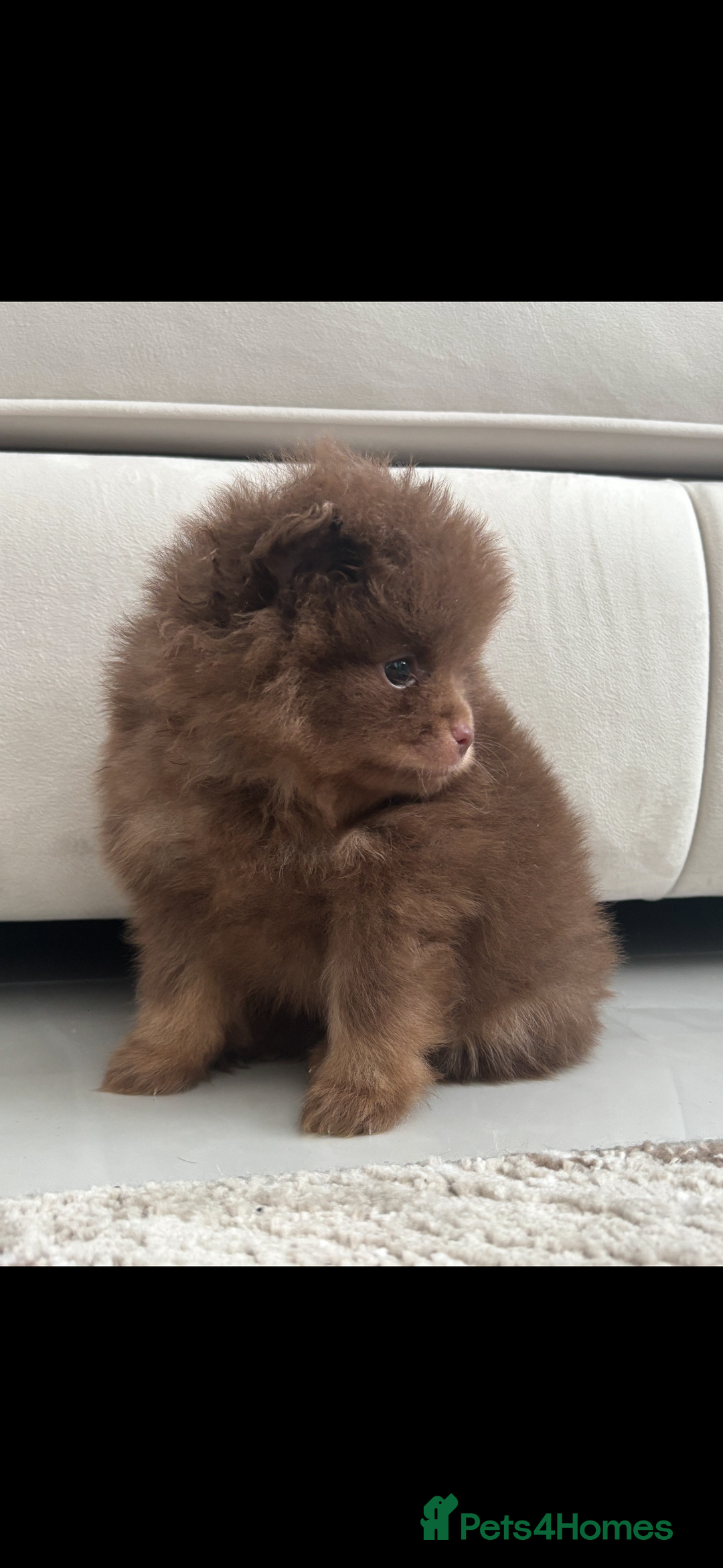Pomeranian dogs for sale: Male Pomeranian puppy in Liverpool - Image 6