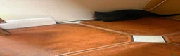Mixed Breed cats for sale: 3 Black kittens in Wellingborough - Advert 5