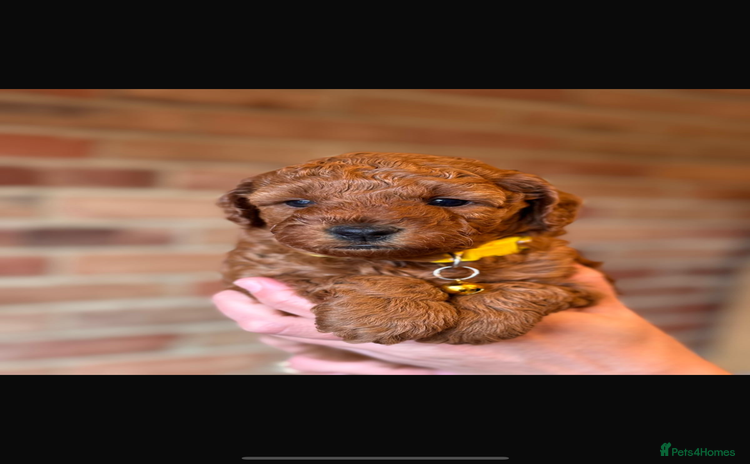 Cockapoo dogs - Advert 6