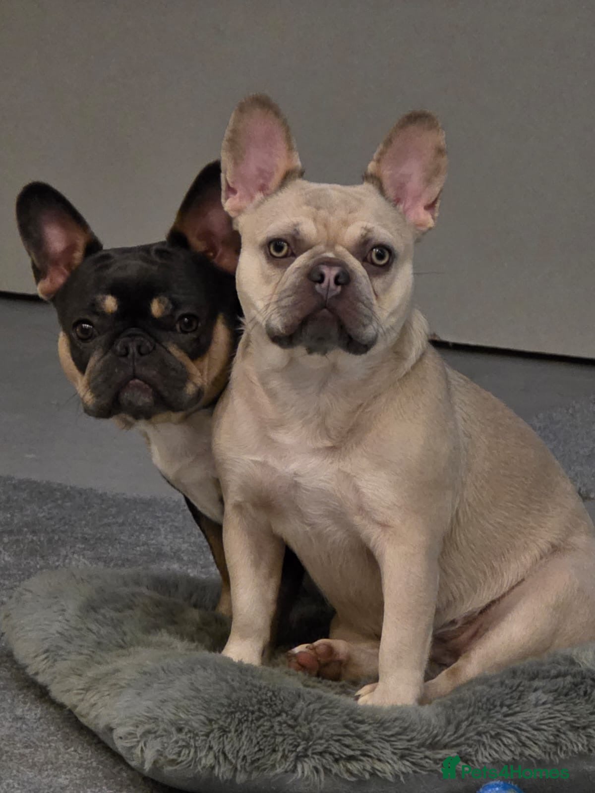 French Bulldog dogs Two French bulldogs in St. Neots - Advert 1