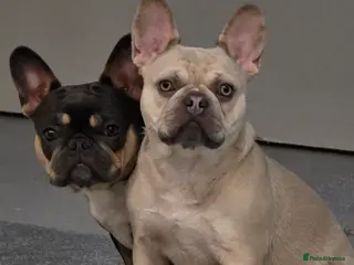 French Bulldog dogs Two French bulldogs in St. Neots - Advert 1