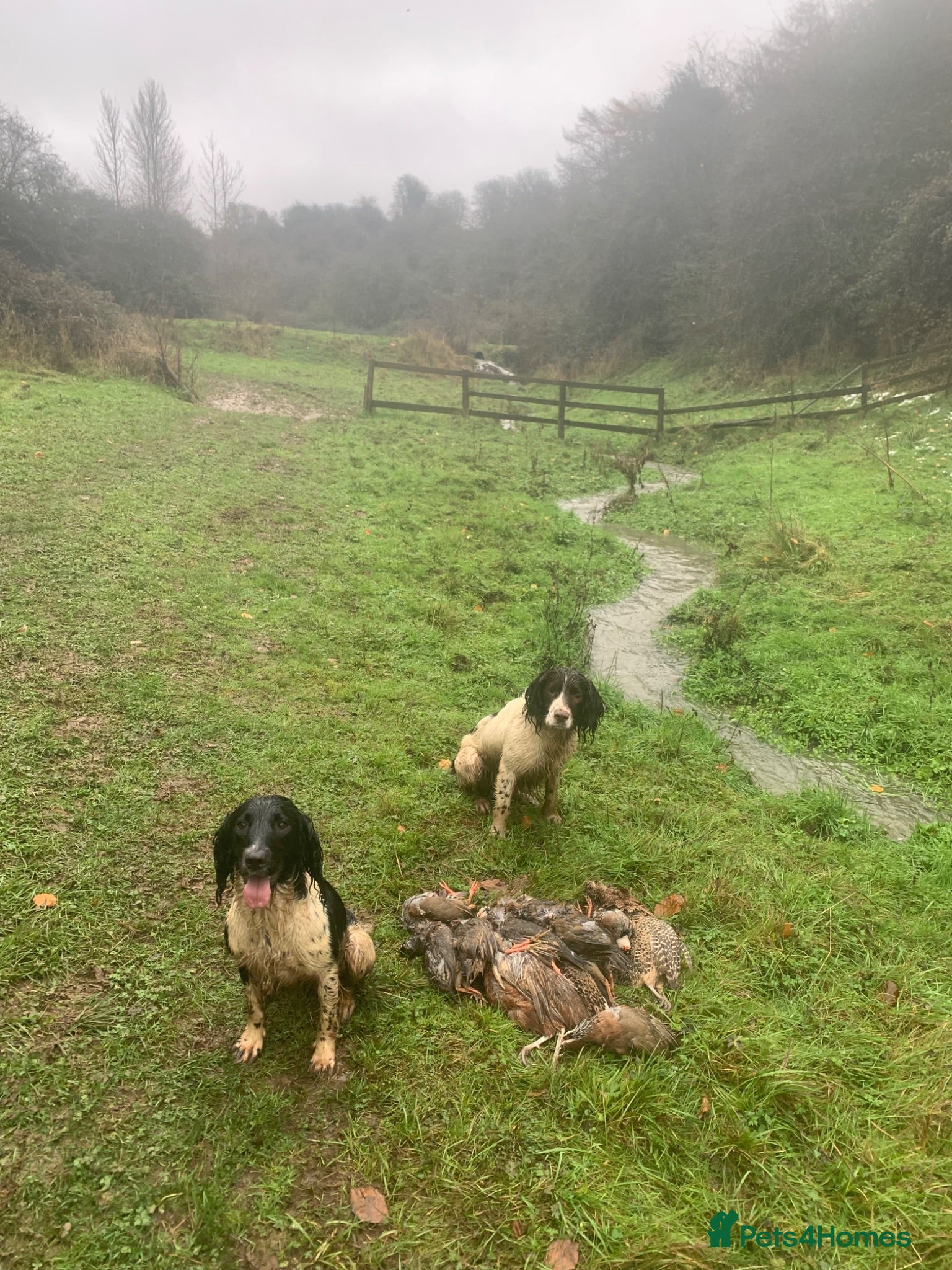 English Springer Spaniel dogs Working springer spaniels  - Advert 3