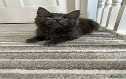 Russian Blue cats for sale: Incredible kittens  - Image 3