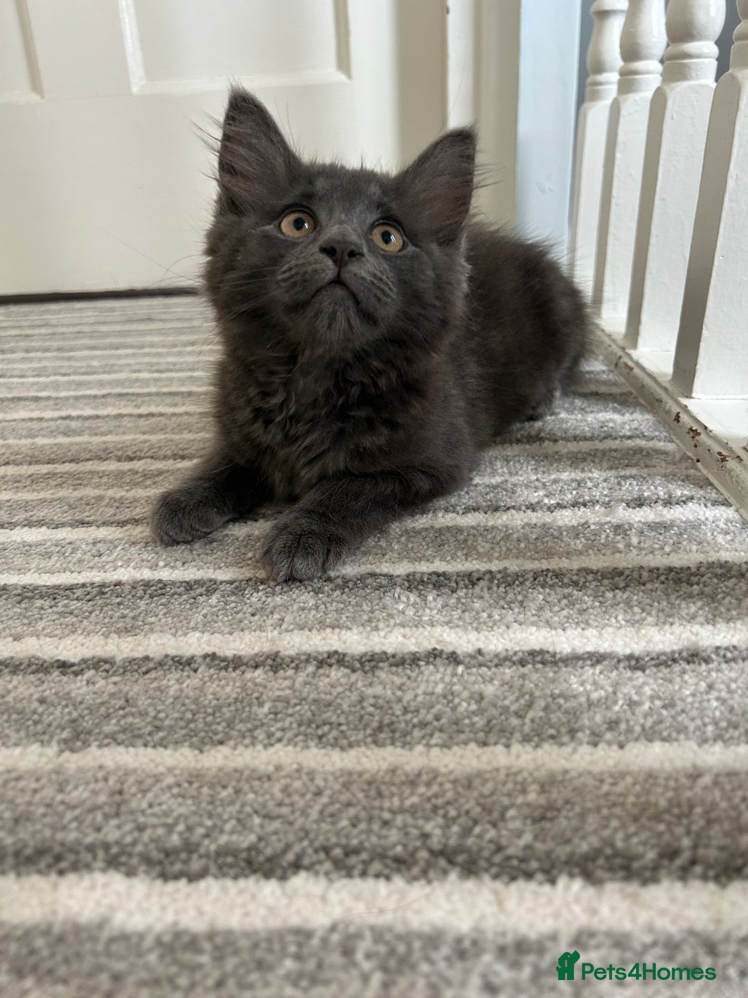 Russian Blue cats for sale: Incredible kittens  - Image 3