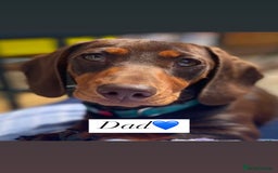 Miniature Dachshund dogs for sale: Short-haired Miniature Dachshunds  - Image 14