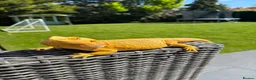 Bearded Dragon reptiles for sale: Rehoming a Gorgeous Bearded Dragon in Ashtead - Advert 2