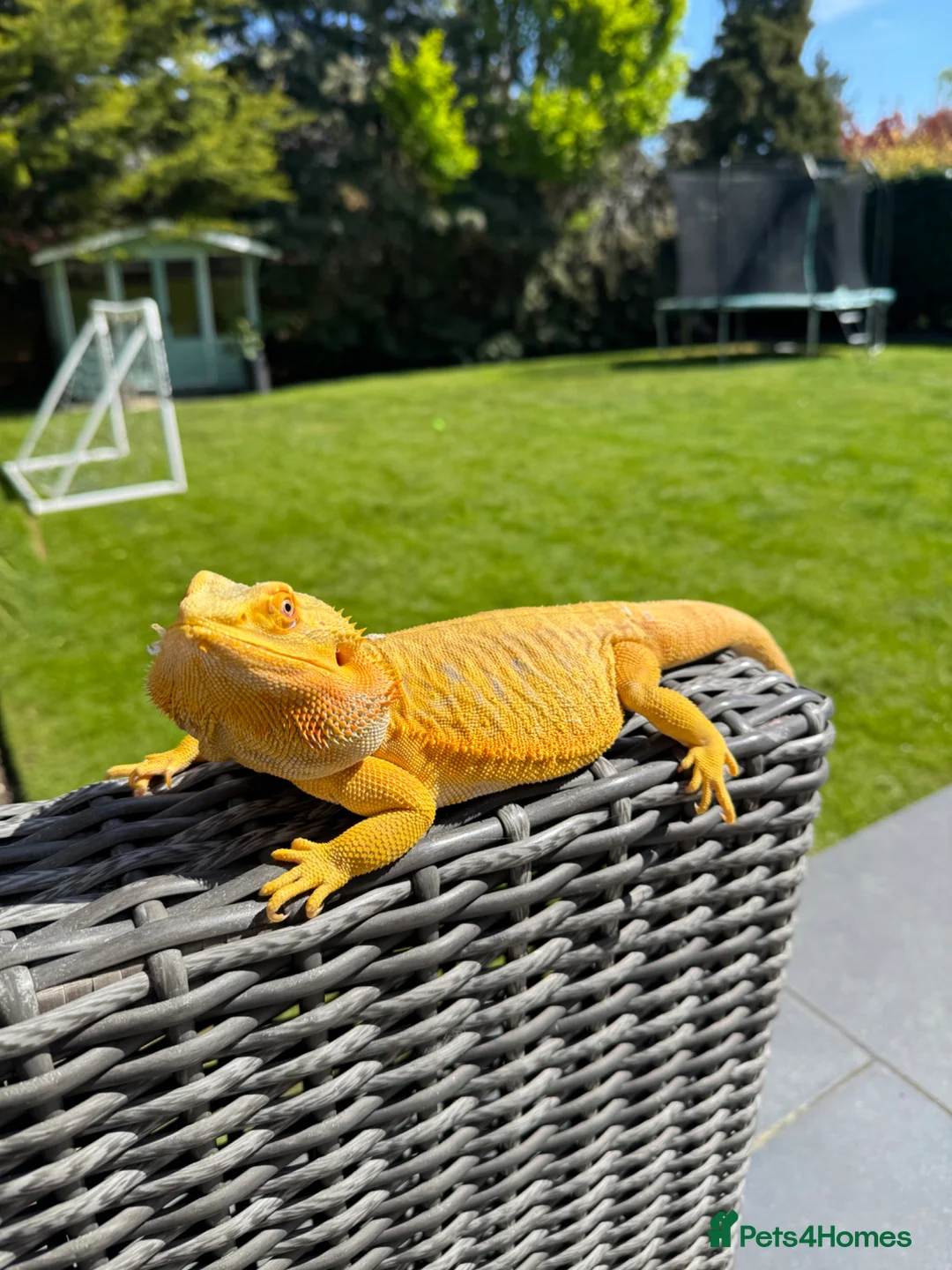 Bearded Dragon reptiles for sale: Rehoming a Gorgeous Bearded Dragon in Ashtead - Advert 2