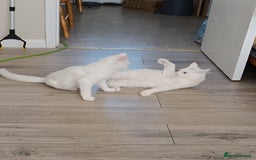 Turkish Angora cats for sale: Turkish angora mix girls - Image 8