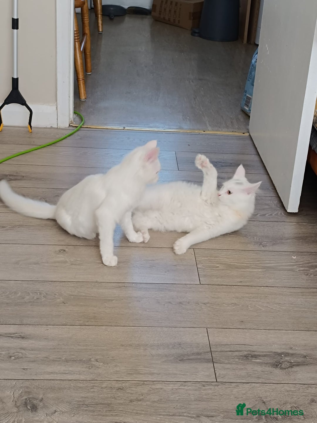 Turkish Angora cats for sale: Turkish angora mix girls - Image 8