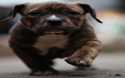 American Bully dogs for sale: Champion Bloodline American Pocket Bully Puppies - Image 22