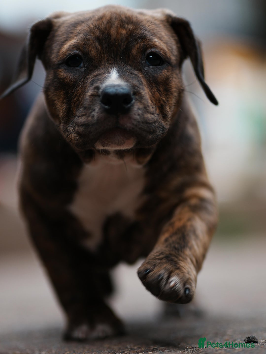American Bully dogs for sale: Champion Bloodline American Pocket Bully Puppies - Image 22