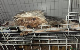 Mixed Breed dogs for sale: 4 tiny puppies - Image 3