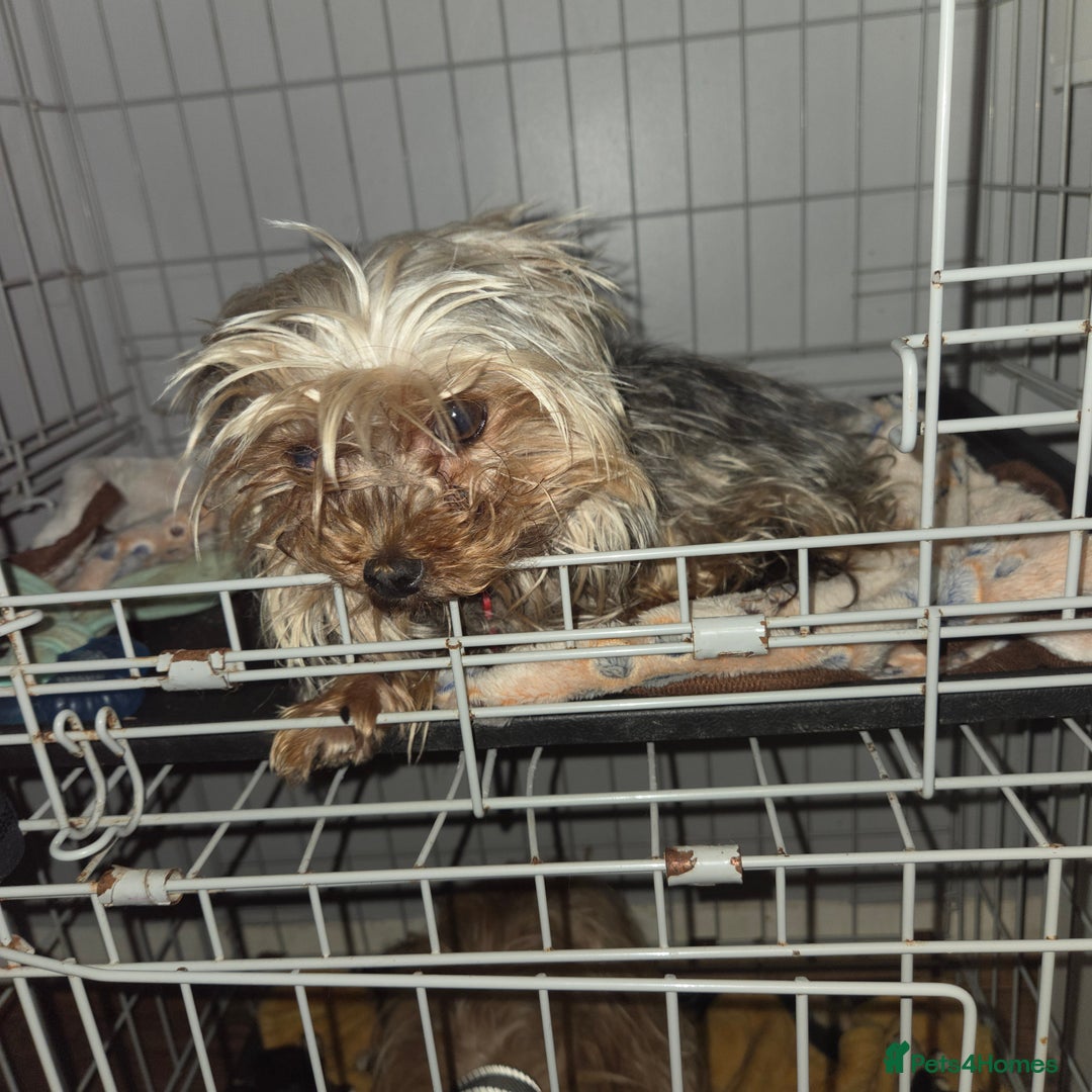 Mixed Breed dogs for sale: 4 tiny puppies - Image 3