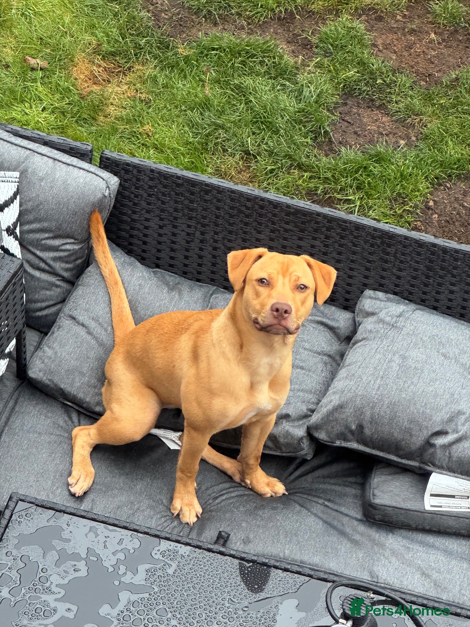 Mixed Breed dogs Staffy x lab 7 months  - Advert 6