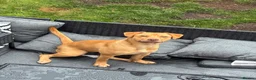 Mixed Breed dogs for sale: Staffy x lab 7 months  in Neath - Advert 1