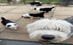 Old English Sheepdog dogs for stud: Chester Lovable Proven KC Old English Sheepdog in King's Lynn - Image 3