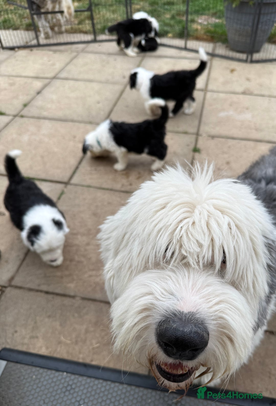 Old English Sheepdog dogs for stud: Chester Lovable Proven KC Old English Sheepdog in King's Lynn - Image 3