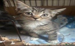 Mixed Breed cats for sale: MaineCoon x X British blue/Scottish fold  - Image 6