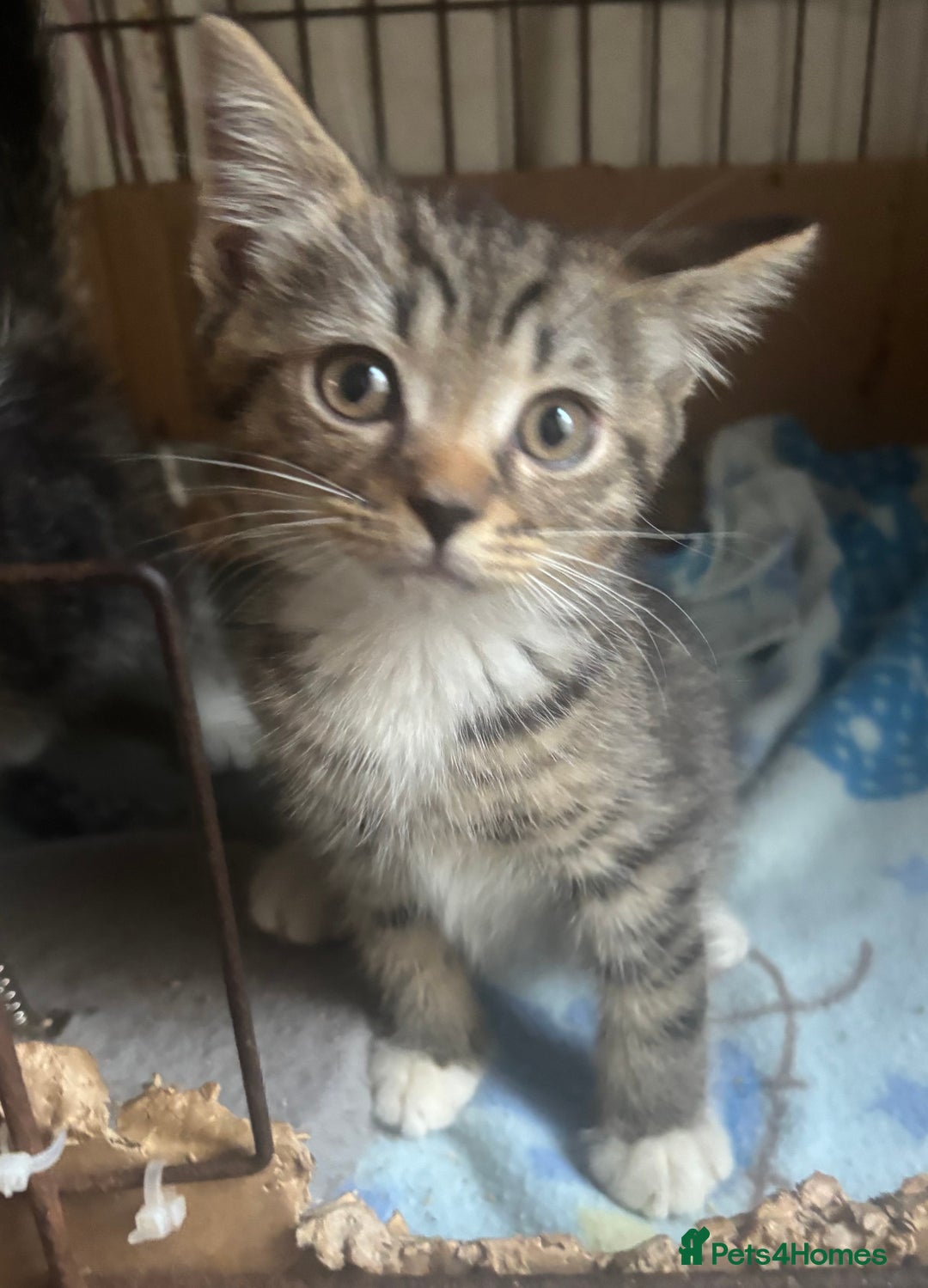 Mixed Breed cats for sale: MaineCoon x X British blue/Scottish fold  - Image 6