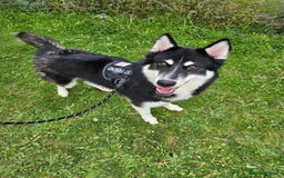 Mixed Breed dogs for sale: Meet Sparks - Image 27