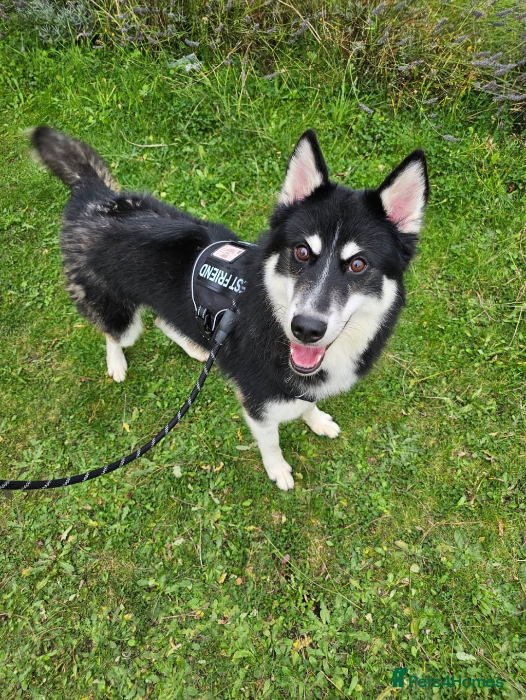 Mixed Breed dogs for sale: Meet Sparks - Image 27