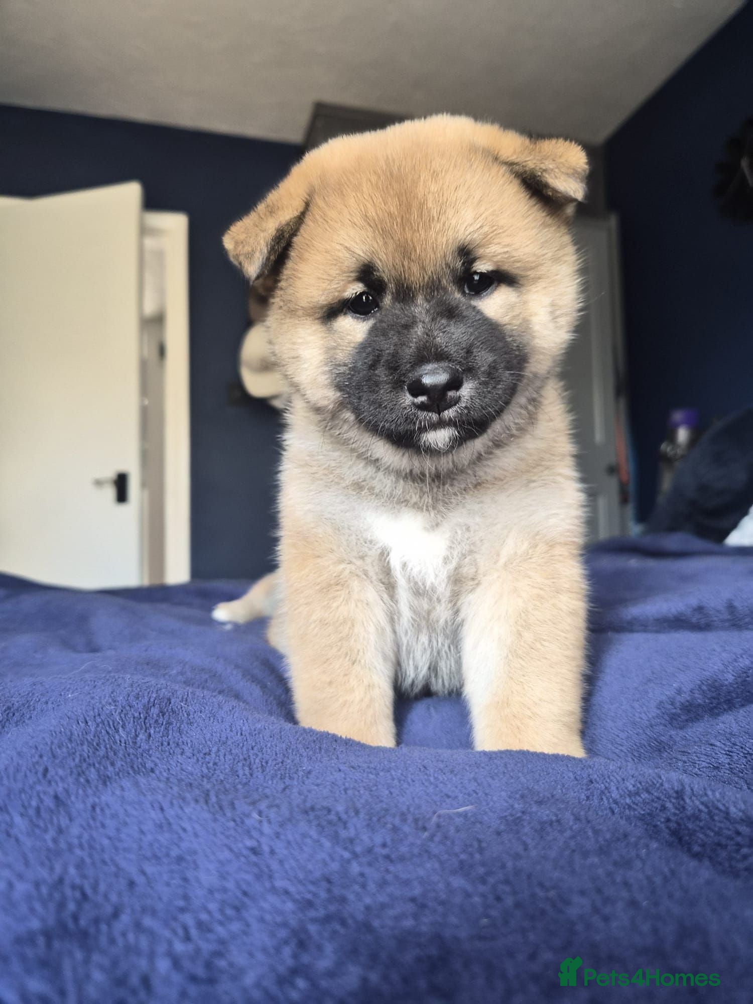 Japanese Shiba Inu dogs Lovely Shiba Inu Puppies, Ready for home late Aug - Advert 2