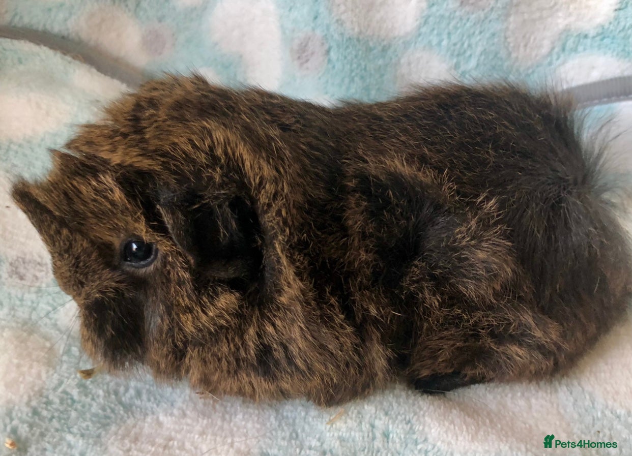 Guinea Pig rodents for sale: Beautiful Peruvian and Alpaca baby boars  - Advert 6