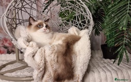 Ragdoll cats for sale: Quality Tica reg Ragdoll kittens  - Image 24