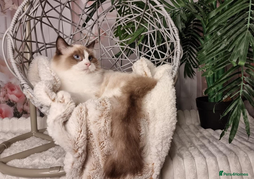 Ragdoll cats for sale: Quality Tica reg Ragdoll kittens  - Image 24