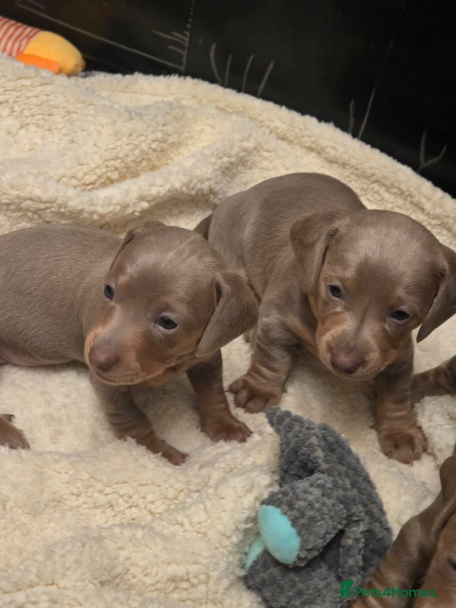 Miniature Dachshund dogs 3 Isabella Dachshund female puppies - Advert 12