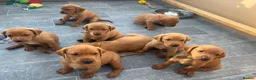 Labrador Retriever dogs for sale: Stunning Fox Red Working Labrador Retriever  in Bolton - Advert 35