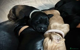 Sprocker dogs for sale: 9 gorgeous Sprocker pups - Image 21