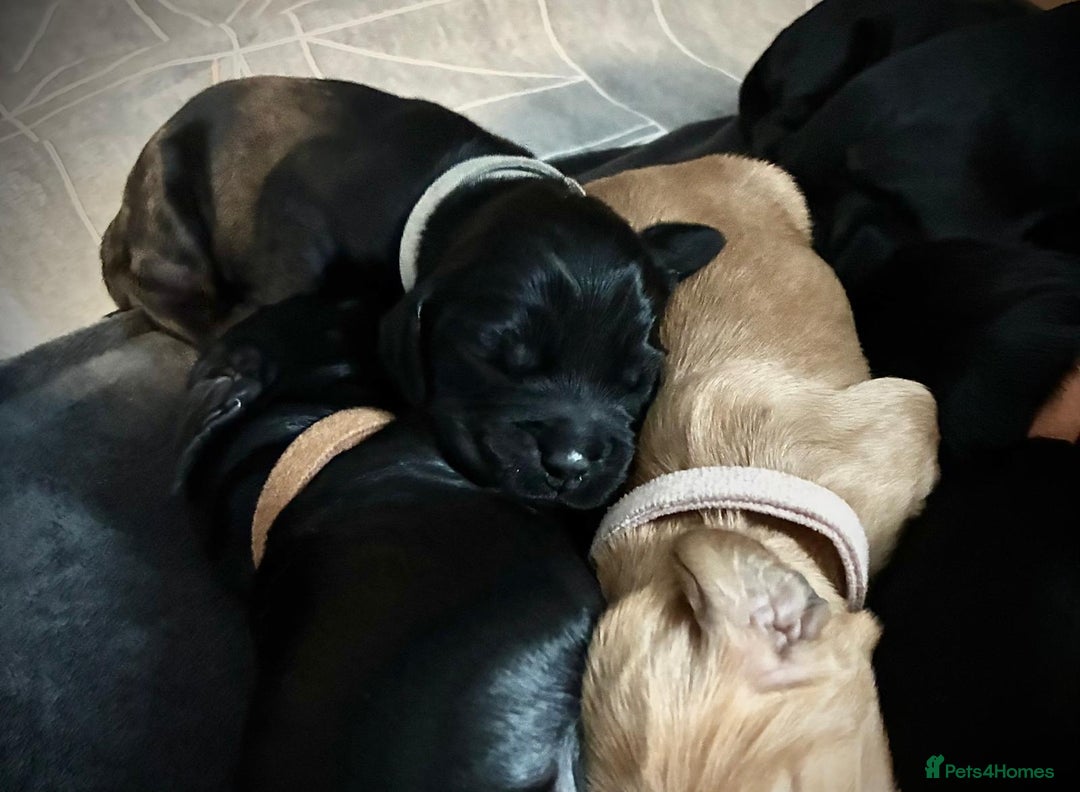 Sprocker dogs for sale: 9 gorgeous Sprocker pups - Image 21