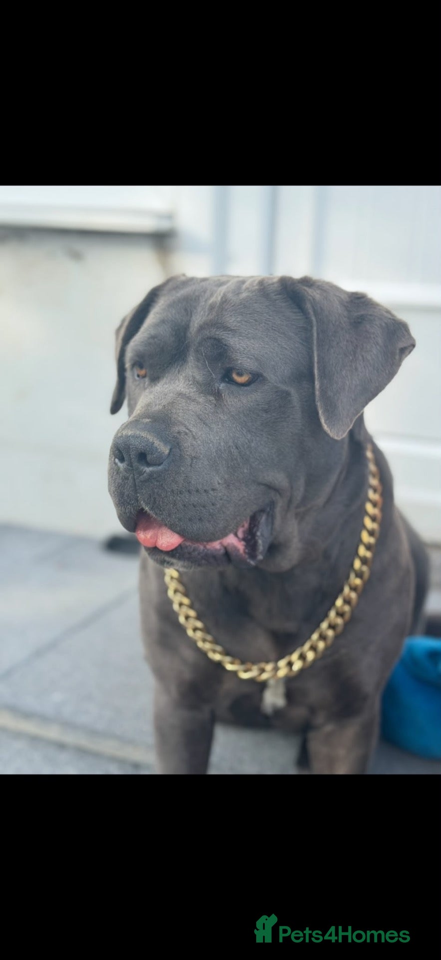 Cane Corso dogs Cane Corso Puppies – 2 Males & 4 Females - Advert 1