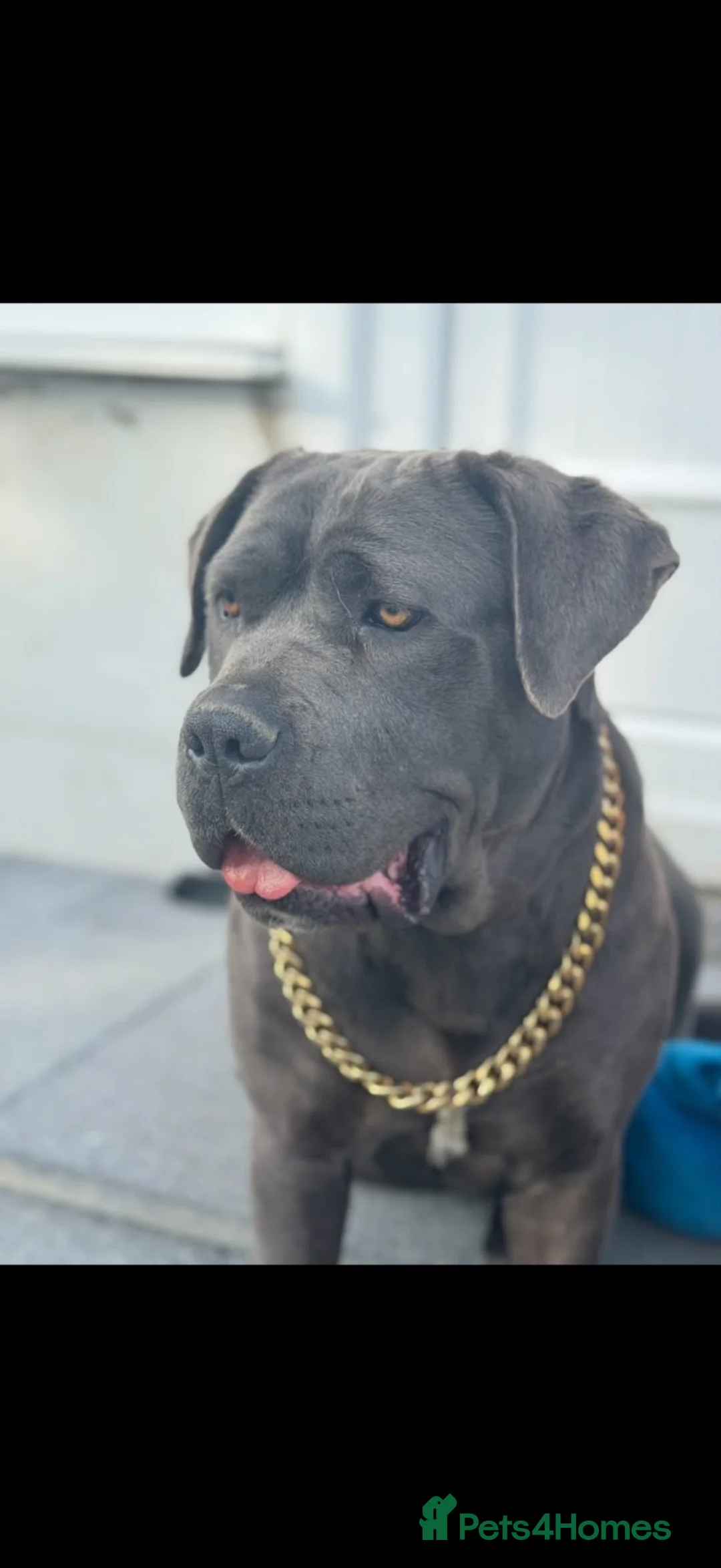 Cane Corso dogs for sale: Cane Corso Puppies – 2 Males & 4 Females in Bradford - Advert 1
