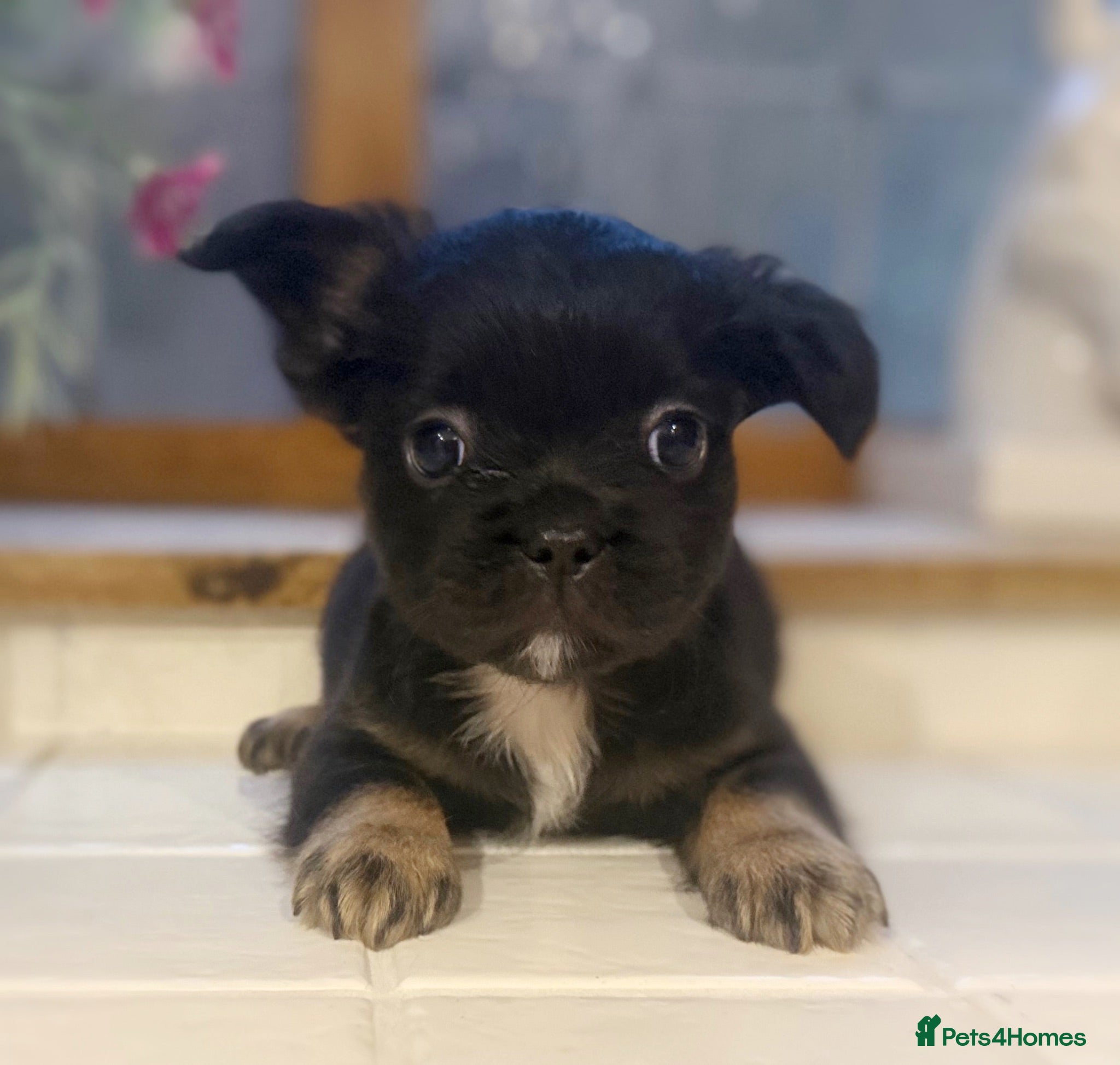 French Bulldog dogs Reduced Health Tested French Bulldog puppies - Advert 2
