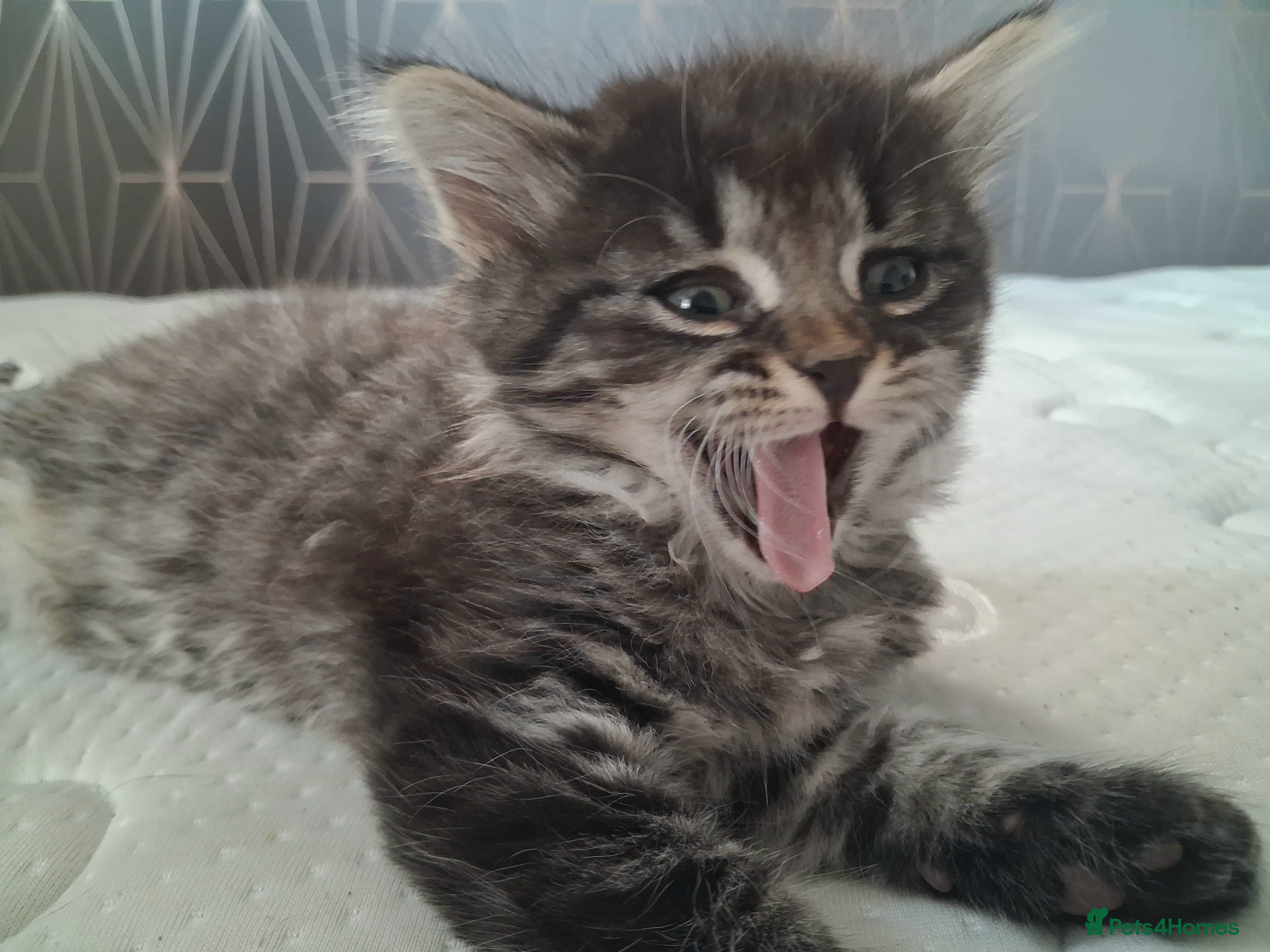 Mixed Breed cats Stunning mixed breed kittens   - Advert 1