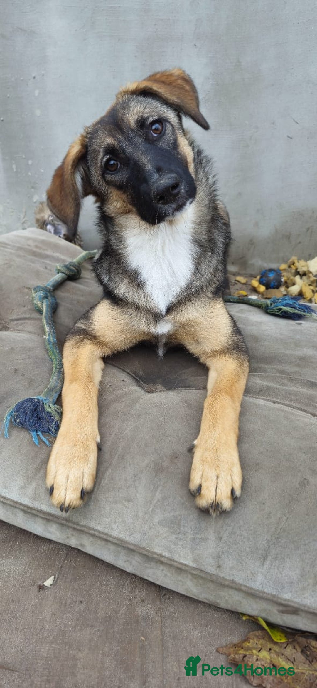 Mixed Breed dogs for adoption: 💖🐶 AMAYA 🐶💖 - Image 10