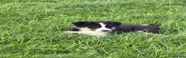 Border Collie 1