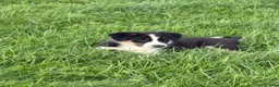 Border Collie dogs for sale: Border collie puppies - Advert 2