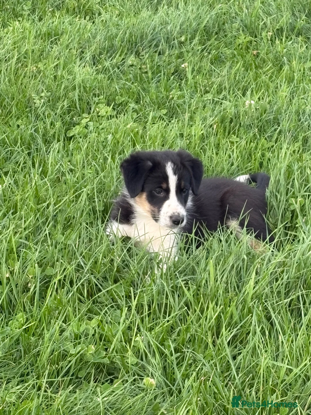 Border Collie dogs for sale: Border collie puppies - Advert 2