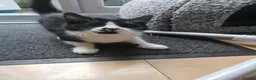 British Shorthair cats for sale: 2 Female Black and White kittens - Advert 15