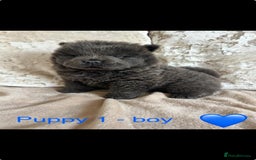 Chow Chow dogs for sale: REDUCED £750 stunning chow chow puppies - Image 1